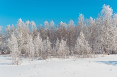 Huş ağacı kış ormanı. Güneşli bir günde ağaçlar