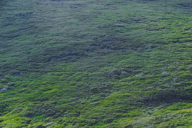Yeşil yuvarlanan tepeler. Yaz çayırı güneşli bir gün.