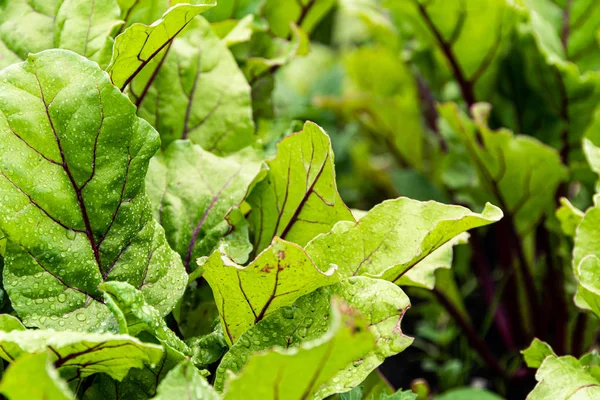 Daun Bit Kebun Tumbuh Bit Kebun Untuk Makanan Sehat Menu — Stok Foto