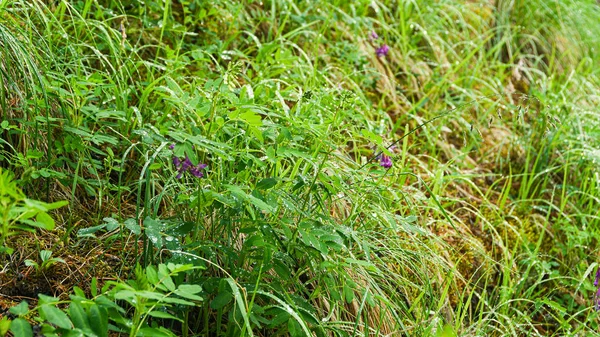 Zelená Tráva Listy Létě Slunečný Les — Stock fotografie