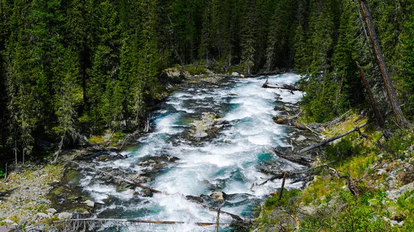 Гірська Річка Сибірській Тайзі Швидкий Струмок Хвойних Лісах Характер Гір — стокове фото