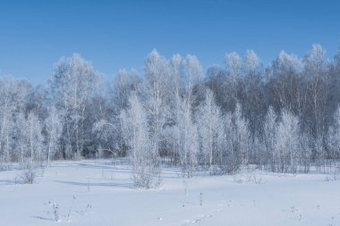 Huş ağacı kış ormanı. Güneşli bir günde ağaçlar