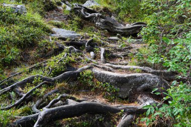 Toprak yolda ağaç kökleri. Yazın kozalaklı ormanda yürüyüş. Turizm ve seyahat