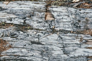 Ağaç kabuğu olmayan kuru bir ağaç gövdesi. Arkaplan olarak eski ahşap