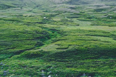 Yeşil yuvarlanan tepeler. Yaz çayırı güneşli bir gün.