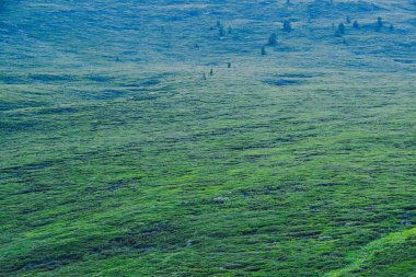 Güneşli bir günde yeşil çimenli çayır. Yürüyüş için yumuşak tepeler