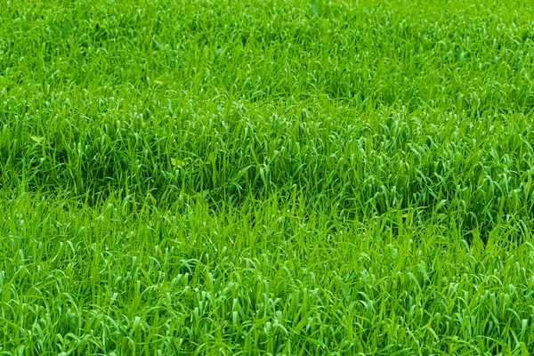 Field with green grass. Lawn on Sunny summer day