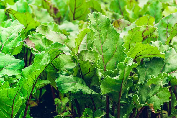 Daun Bit Kebun Tumbuh Bit Kebun Untuk Makanan Sehat Menu — Stok Foto