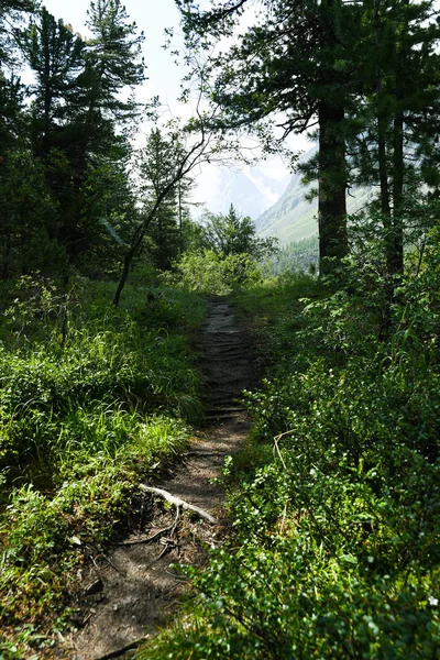 Tourist Trail Coniferous Forest Hiking Summer Travel Foot — ストック写真