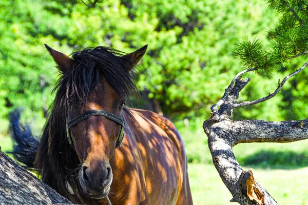 Lonely Horse Coniferous Tree Sunny Summer Day — Stock Photo, Image