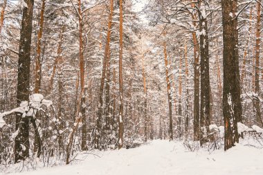 Kış ormanında güneşli bir gün. Çam ve çam kar altında