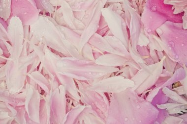 Romantik arka plan için pembe şakayık yaprakları