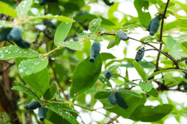 Hanımeli böğürtlenleri bahçede yetişir. Bitki ve yapraklar yağmur damlalarıyla