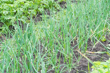 Bahçedeki yatakta taze soğan yetişiyor. Sağlıklı gıda yetiştirmek için bahçe.