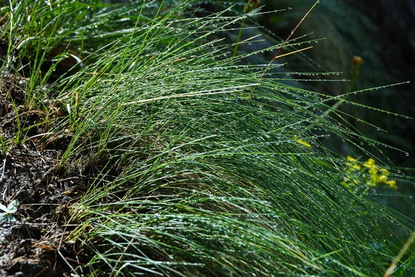 Grama Verde Folhas Verão Floresta Ensolarada — Fotografia de Stock