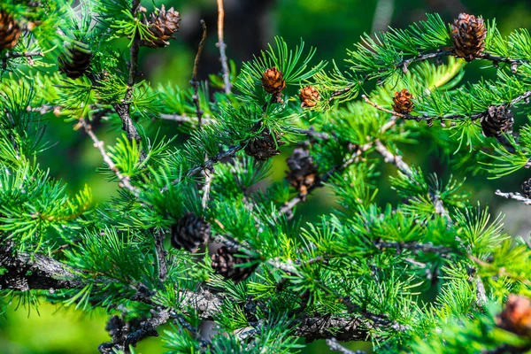 Zapfen Auf Der Grünen Zeder Nadelgehölze Und Ihre Samen — Stockfoto