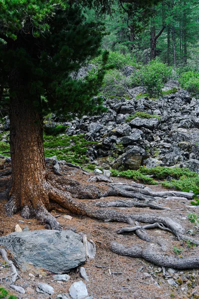 木の根を持つ森林歩道 針葉樹林のハイキング — ストック写真