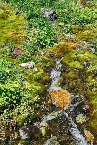 Bergbach Einem Sommertag Dünner Fluss Zwischen Moos Gras Und Steinen — Stockfoto