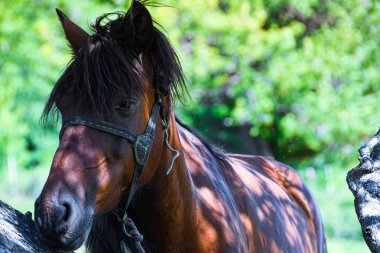 Güneşli yaz gününde kozalaklı ağacın altında yapayalnız at.