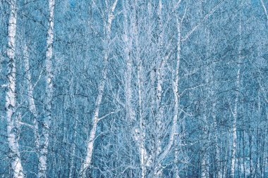 Huş ağacı kış ormanı. Güneşli bir günde ağaçlar