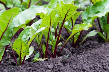 Bahçede pancar yaprakları. Bahçede büyüyen pancar sağlıklı beslenme ve vejetaryen menüsü.