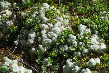 Yazın kozalaklı ormanda beyaz yosun.