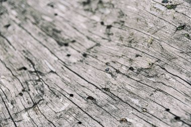 Ağaç kabuğu olmayan kuru bir ağaç gövdesi. Arkaplan olarak eski ahşap