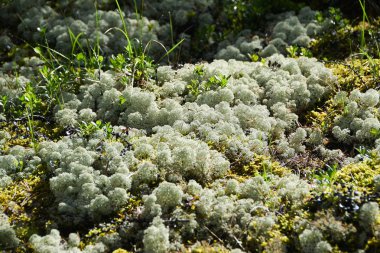 Yazın kozalaklı ormanda beyaz yosun.
