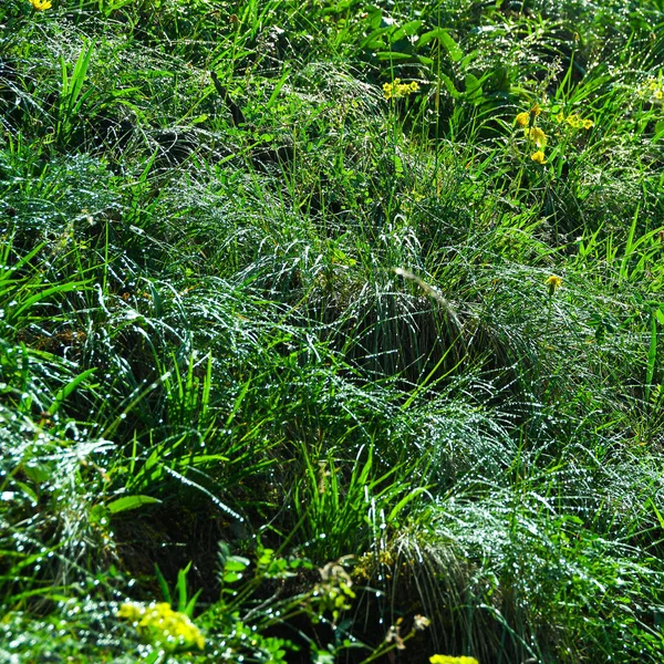 Hierba Verde Hojas Verano Bosque Soleado — Foto de Stock