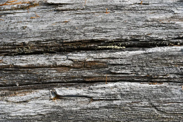 Багажник Серого Дерева Коры — стоковое фото