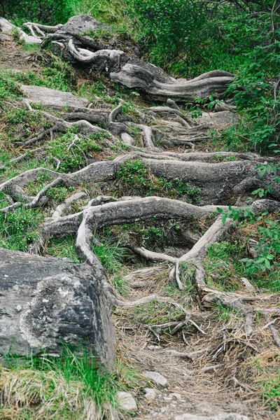 뿌리가 침엽수림을 하이킹 — 스톡 사진