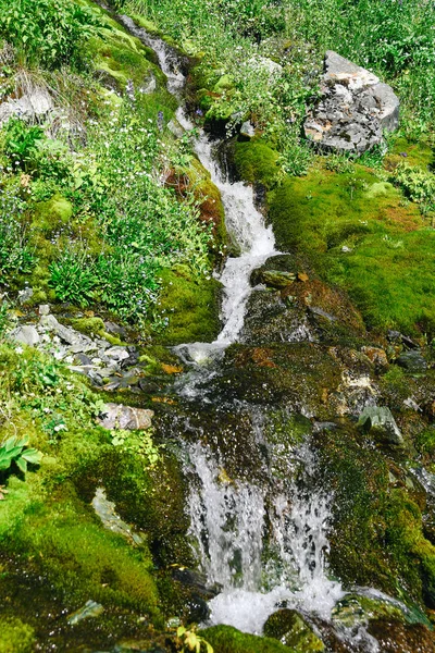 Mountain Stream Summer Day Thin Stream River Moss Grass Stones — Stock Photo, Image