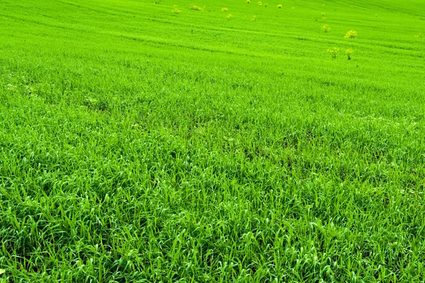 Veld Met Groen Gras Gazon Zonnige Zomerdag — Stockfoto