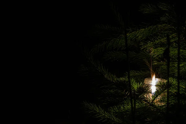 Candle in glass jar burns among the fir branches. Mystical night in forest.