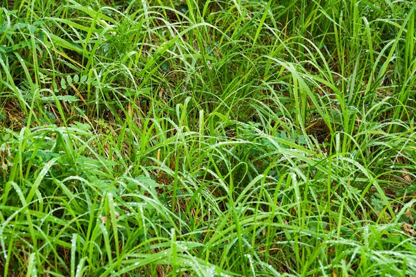 Hierba Verde Hojas Verano Bosque Soleado — Foto de Stock