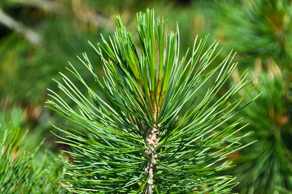 Ramos Verdes Floresta Conífera Dia Verão — Fotografia de Stock