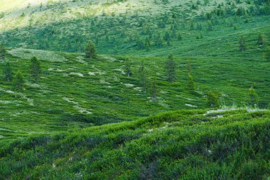 Güneşli bir günde yeşil çimenli çayır. Yürüyüş için yumuşak tepeler