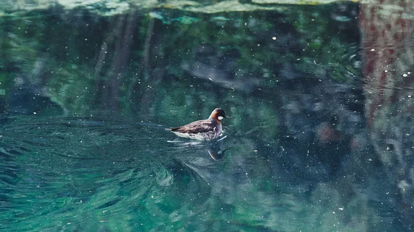 Pássaro Lago Azul Pato Nada Água Turquesa — Fotografia de Stock