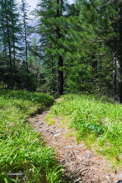 Tourist Trail Coniferous Forest Hiking Summer Travel Foot — ストック写真