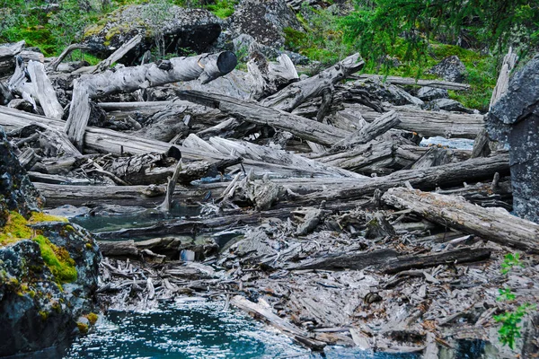 Джем Старих Дерев Річці Водна Гребля Стовбурів Забруднення Природи — стокове фото