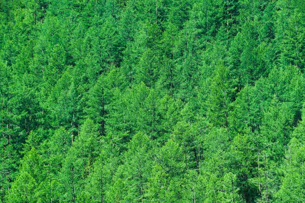 山の中腹に鬱蒼とした針葉樹林 — ストック写真