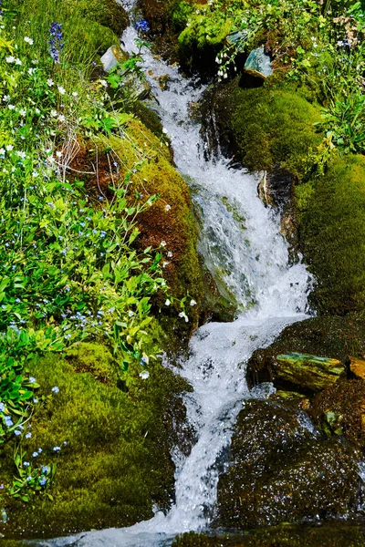 Mountain stream on summer day. Thin stream of river among moss, grass and stones