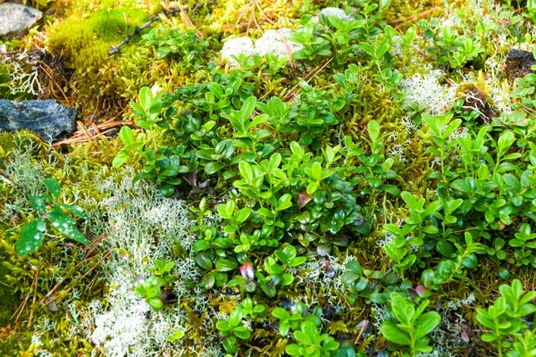 Boscaglie Dense Cespugli Foglie Verdi Piante Erba Come Sfondo — Foto Stock