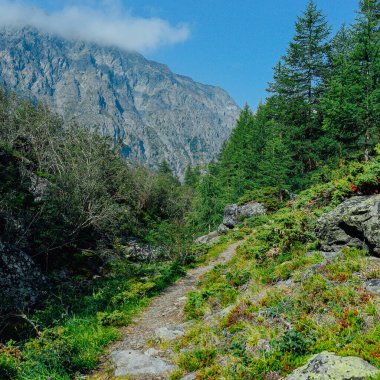 Ağaçların ve kayaların arasında yalnız taş patika, dağlarda yürüyüş, vadide seyahat