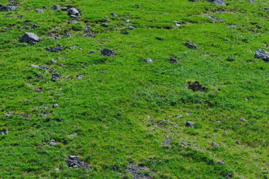 Tepenin yamacında yeşil çimenler ve birkaç kaya parçası, hayvanlar için dağ otlağı