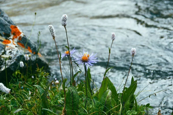 Riva Del Fiume Con Erba Verde Mare Surf Onde Oceaniche — Foto Stock