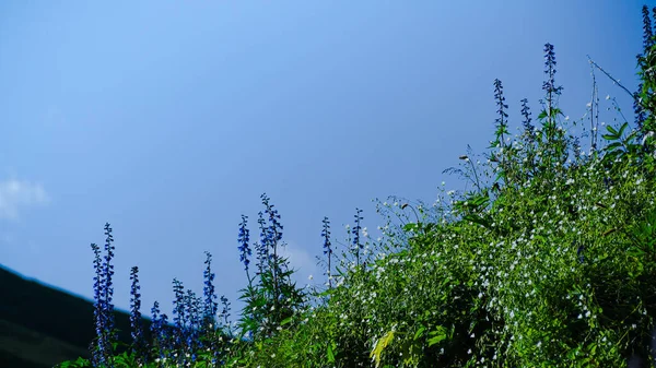 Laderas Verdes Montañas Con Árboles Hierba Soleado Día Verano — Foto de Stock