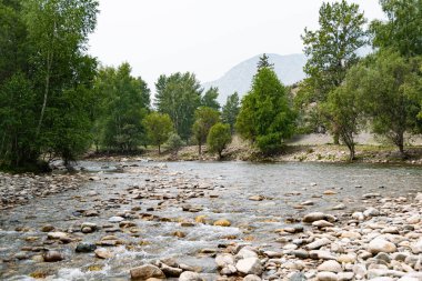 Dağ vadisindeki hızlı dere, yaz ormanlarındaki azgın nehir, dere kıyısındaki ağaçlar.