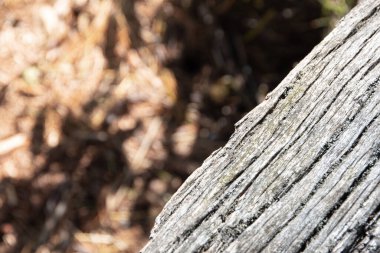 Arkaplan olarak eski ağacın ahşap yüzeyi