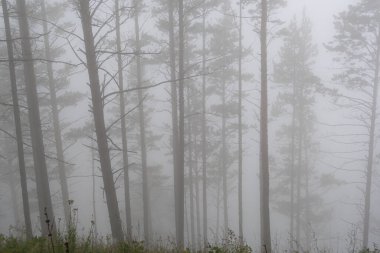 Sis içindeki mistik orman, sabah sisli ağaç gövdeleri, gizemli suç mahalli, orman yangınında duman